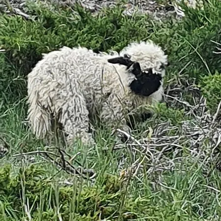 Διαμέρισμα Emelie 4**** *