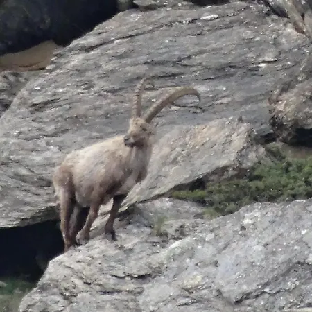 Emelie 4**** Διαμέρισμα *