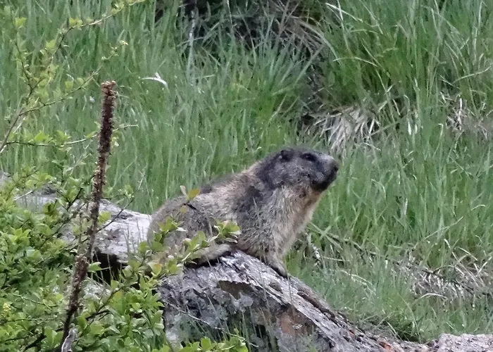 Emelie 4**** Zermatt